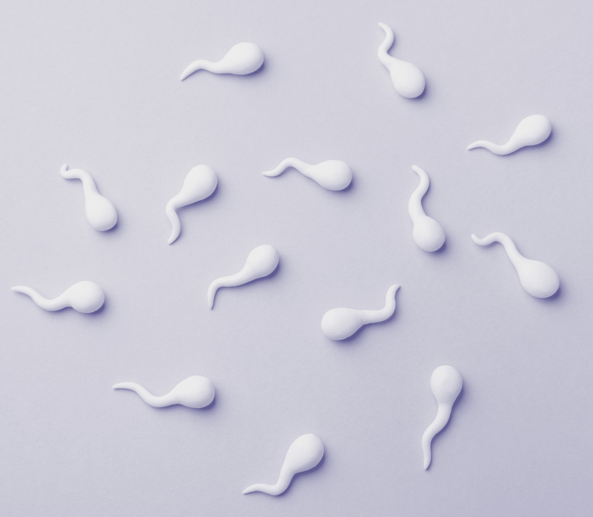 glutathione and sperm count Effect of glutathione, ascorbic acid, and their combination on the quality  and fertility of cryopreserved spermatozoa of Black Bengal buck