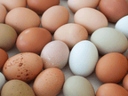 Egg Quality and Age: Why It Declines, and What New Research Means for IVF