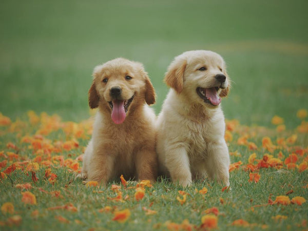 Two golden retriever puppies sitting together in grass scattered with orange flowers