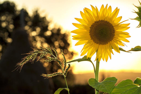 Sunflower in a field backlit by the setting sun