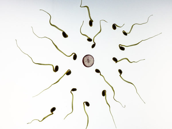 5 Facts About Sperm & Fertility