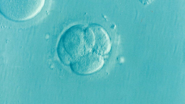 Microscopic image of a multi-cell embryo