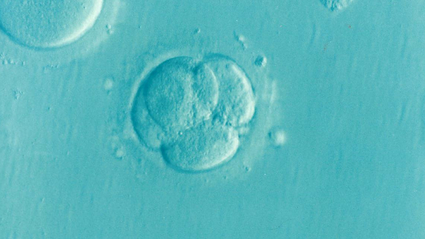 Microscopic image of a multi-cell embryo