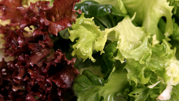 Close-up of red and green lettuce leaves
