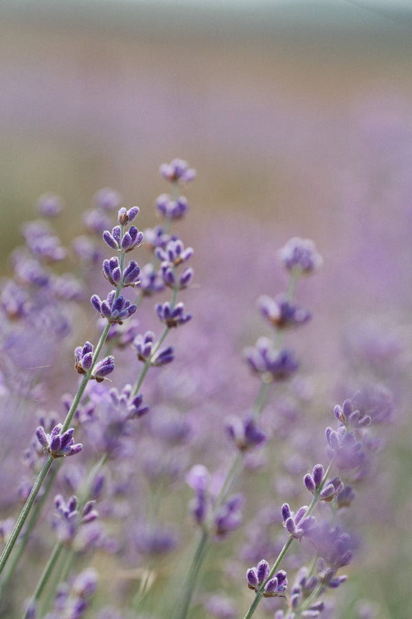 Close-up of purple lavender flowers in a field