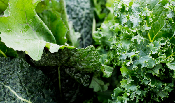 Close-up of fresh dark green kale leaves