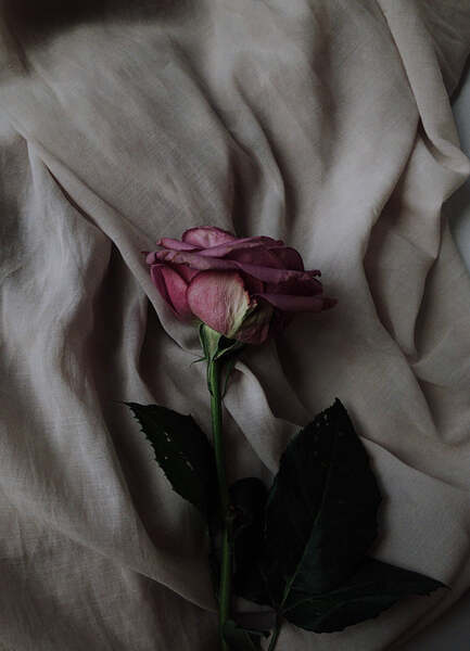 Wilting pink rose lying on draped beige fabric