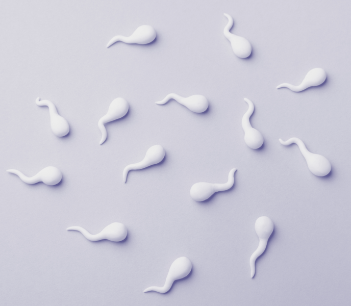 Top 10 Antioxidants for Sperm Health: Evidence-Based Guide 2026