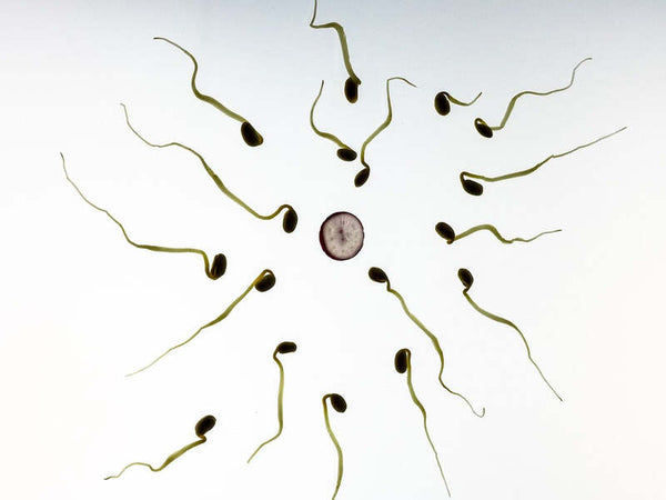 Illustration of sperm cells swimming toward an egg cell