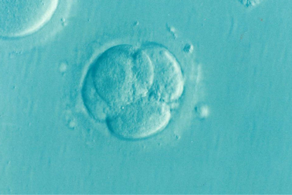 Microscopic image of a dividing embryo at the four-cell stage