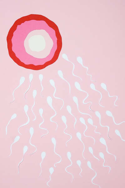 Illustration of sperm cells swimming toward an egg on a pink background