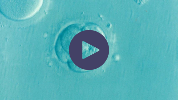 How to optimise your IVF journey and increase your chance of success