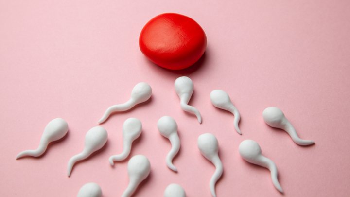 Clay models of sperm swimming towards a red egg on a pink background